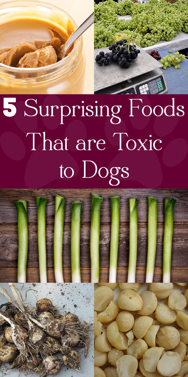Not all foods are safe for our dogs to eat. These are five foods that are toxic to dogs that you might not know about.