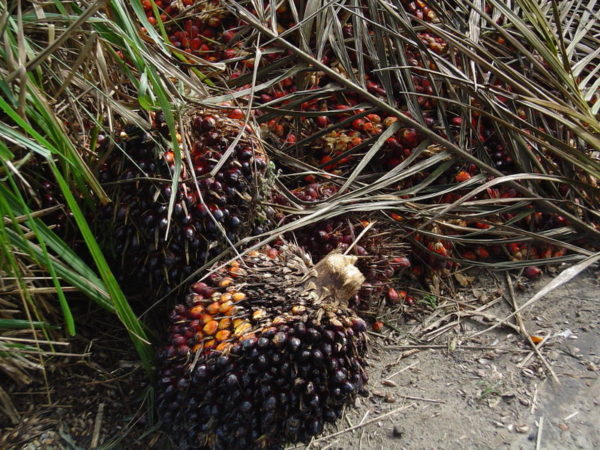Palm oil is in hundreds of products is devastating for people and planet. Learn why palm oil is a problem and about the fight for more sustainable palm oil.