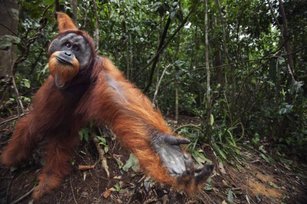 Palm oil is in hundreds of products is devastating for people and planet. Learn why palm oil is a problem and about the fight for more sustainable palm oil.