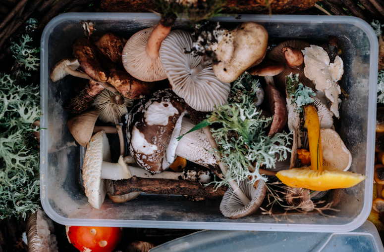 Edible Mushrooms