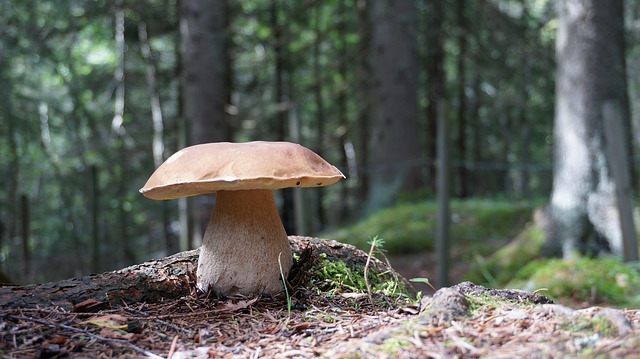 Edible Mushrooms