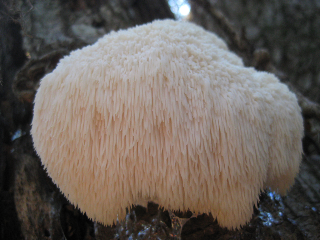 Edible Mushrooms