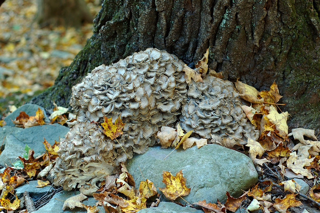 Edible Mushrooms