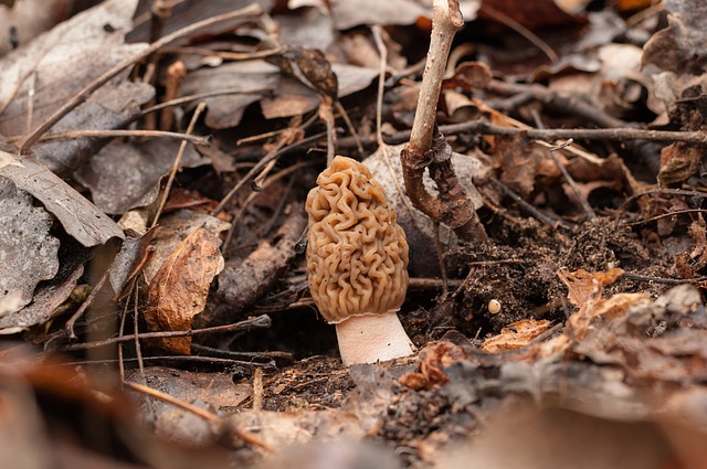 Edible Mushrooms