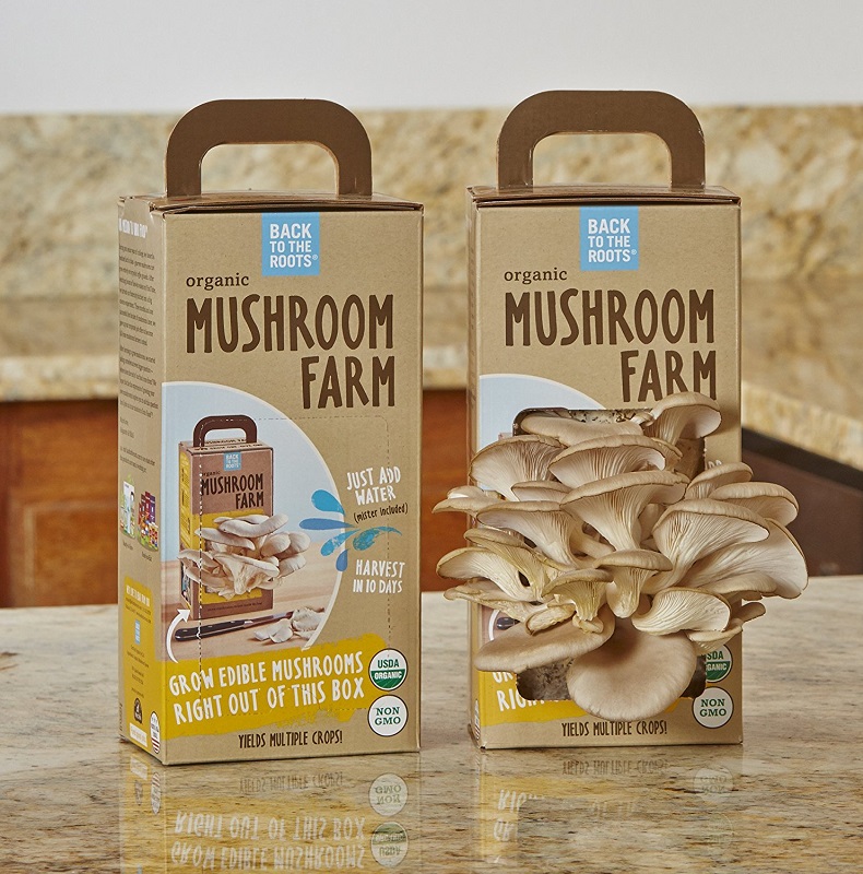 mushroom growing kit