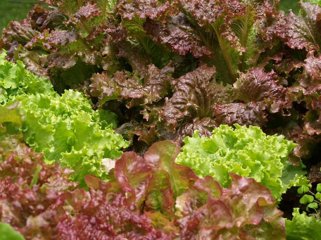 green, dark red, and red lettuce