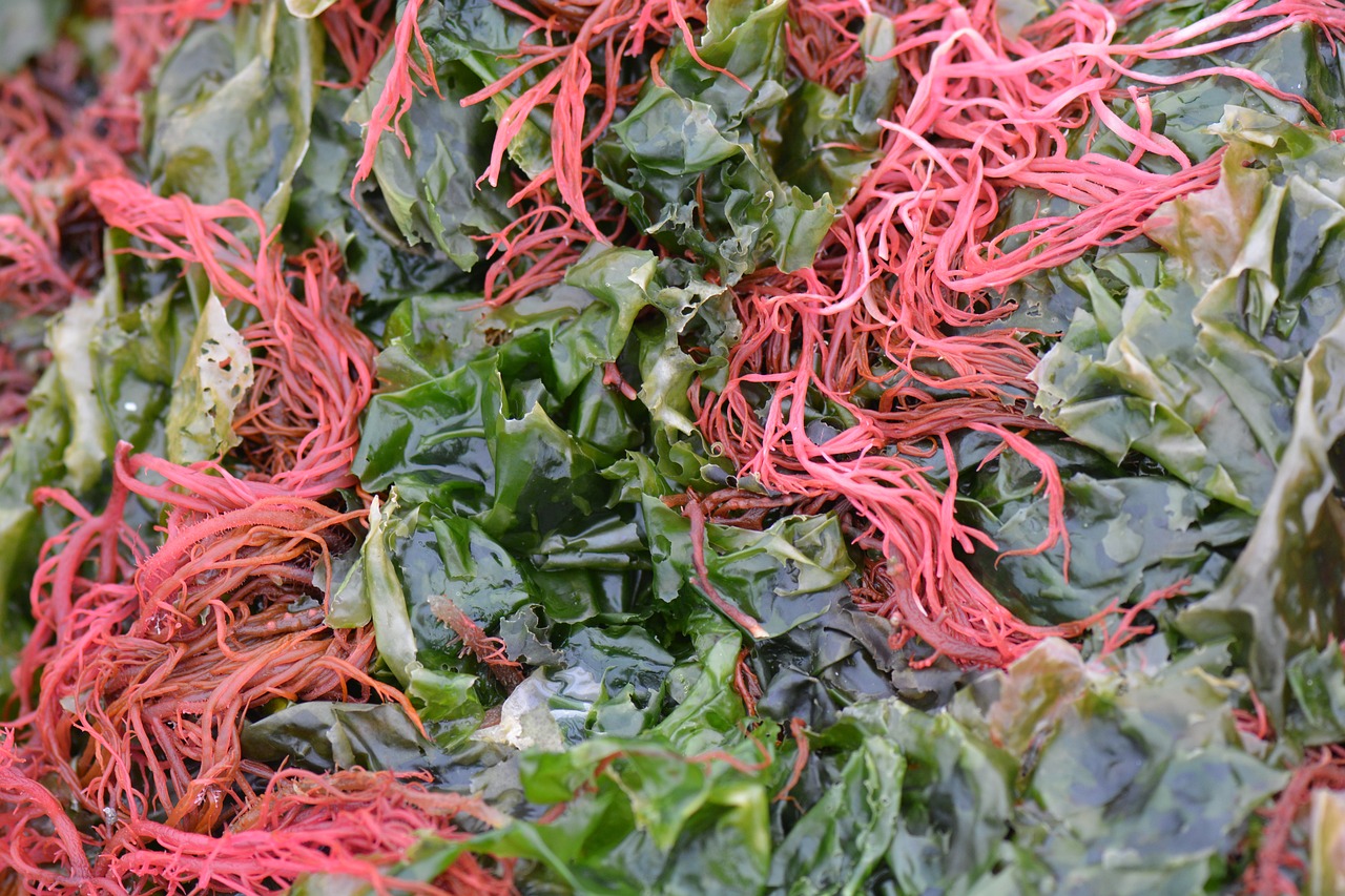 UPDATE: Kappa Carrageenan: Seaweed Goes Haute Cuisine